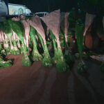drunj-dekorative