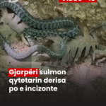 PodujevSot lajm copy