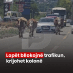 lajmi