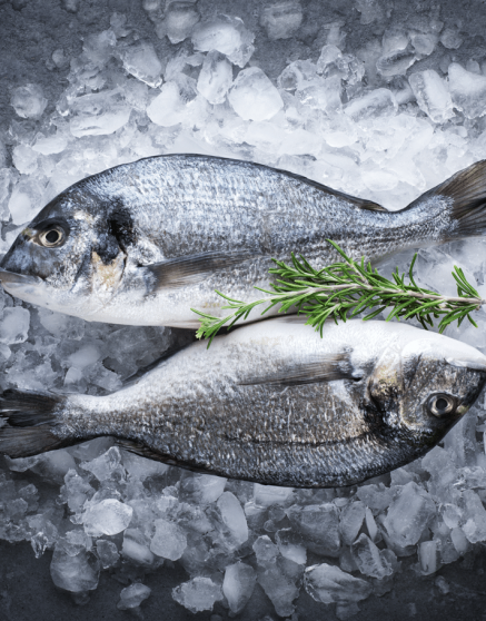 frozen-fish-front-page-2-2-e1681220953773