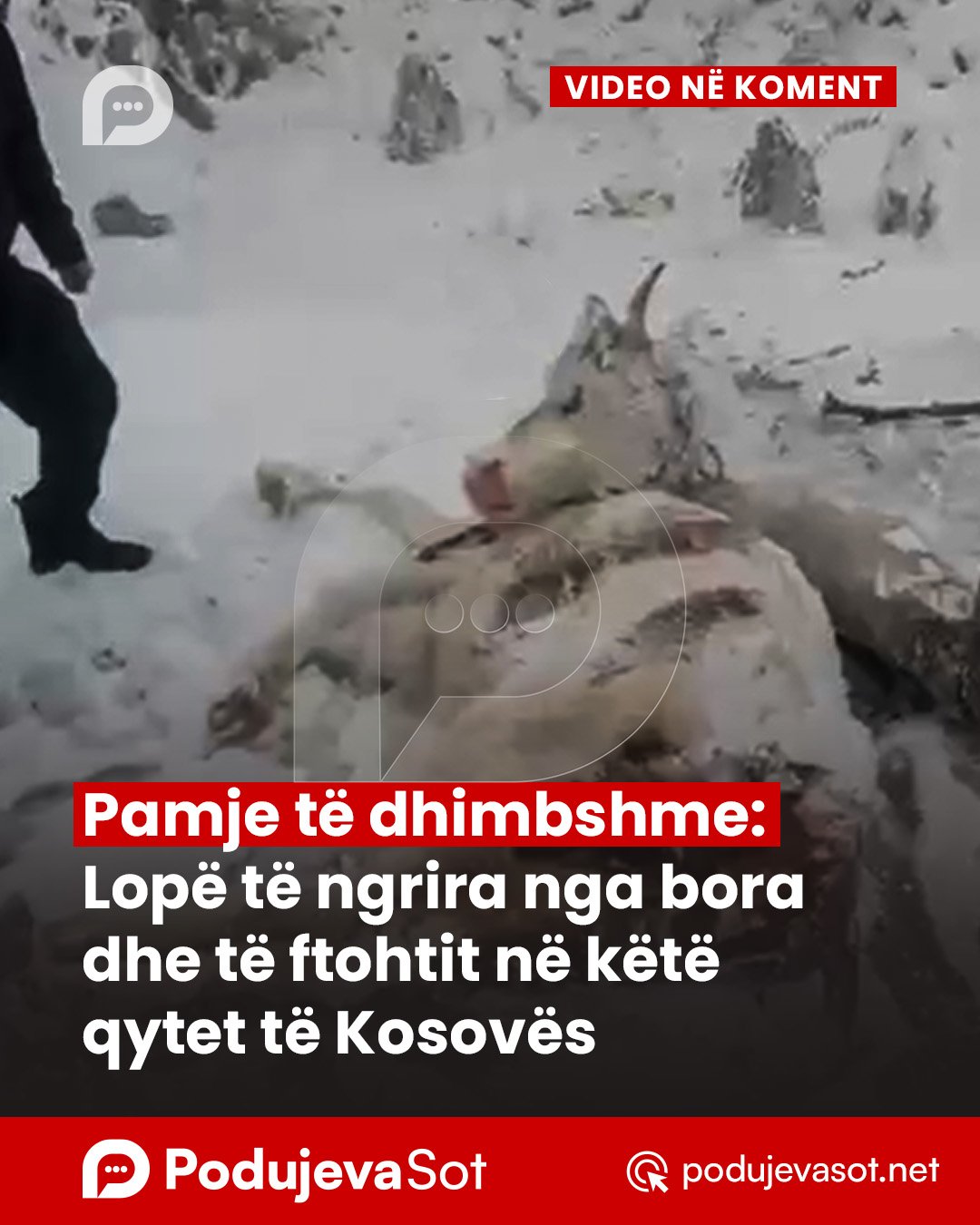 PD_Postim