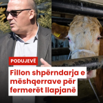 Fillon shpërndarja e mëshqerrave për fermerët llapjanë
